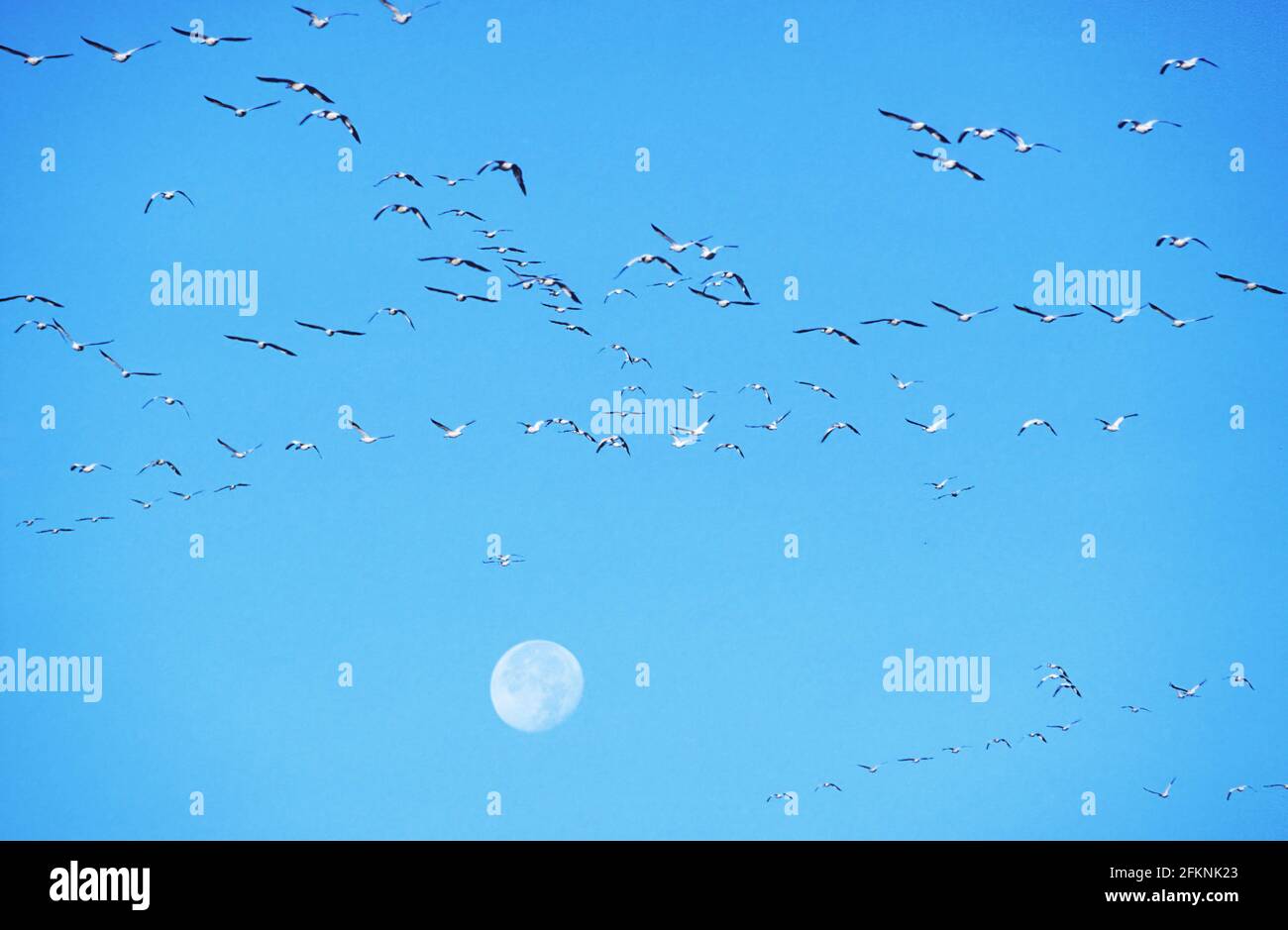 Snow Geese and Moon Anser caerulescens Bombay Hook NWR New Jersey, USA BI005504 Foto Stock