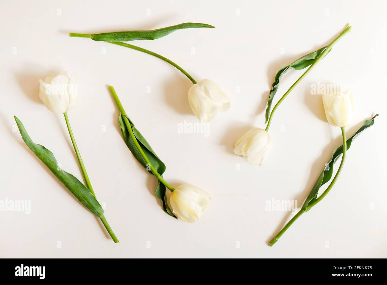 Composizione floreale femminile con mazzo di tulipani bianchi 'imperatore esotico' su sfondo bianco. Bel bouquet per la giornata della madre che si stende sul tavolo. Donne Foto Stock