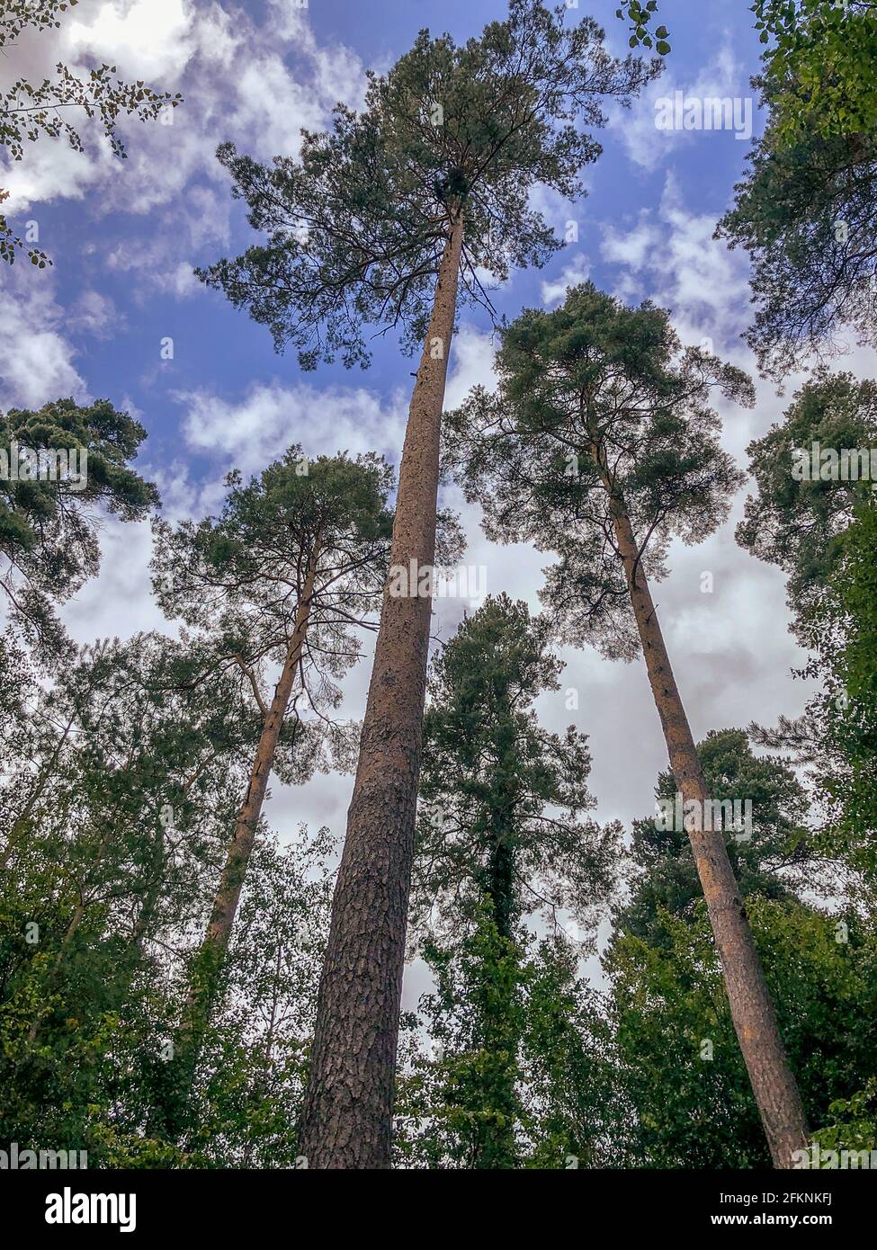 Arco d'autunno nella Foresta di Dean Foto Stock