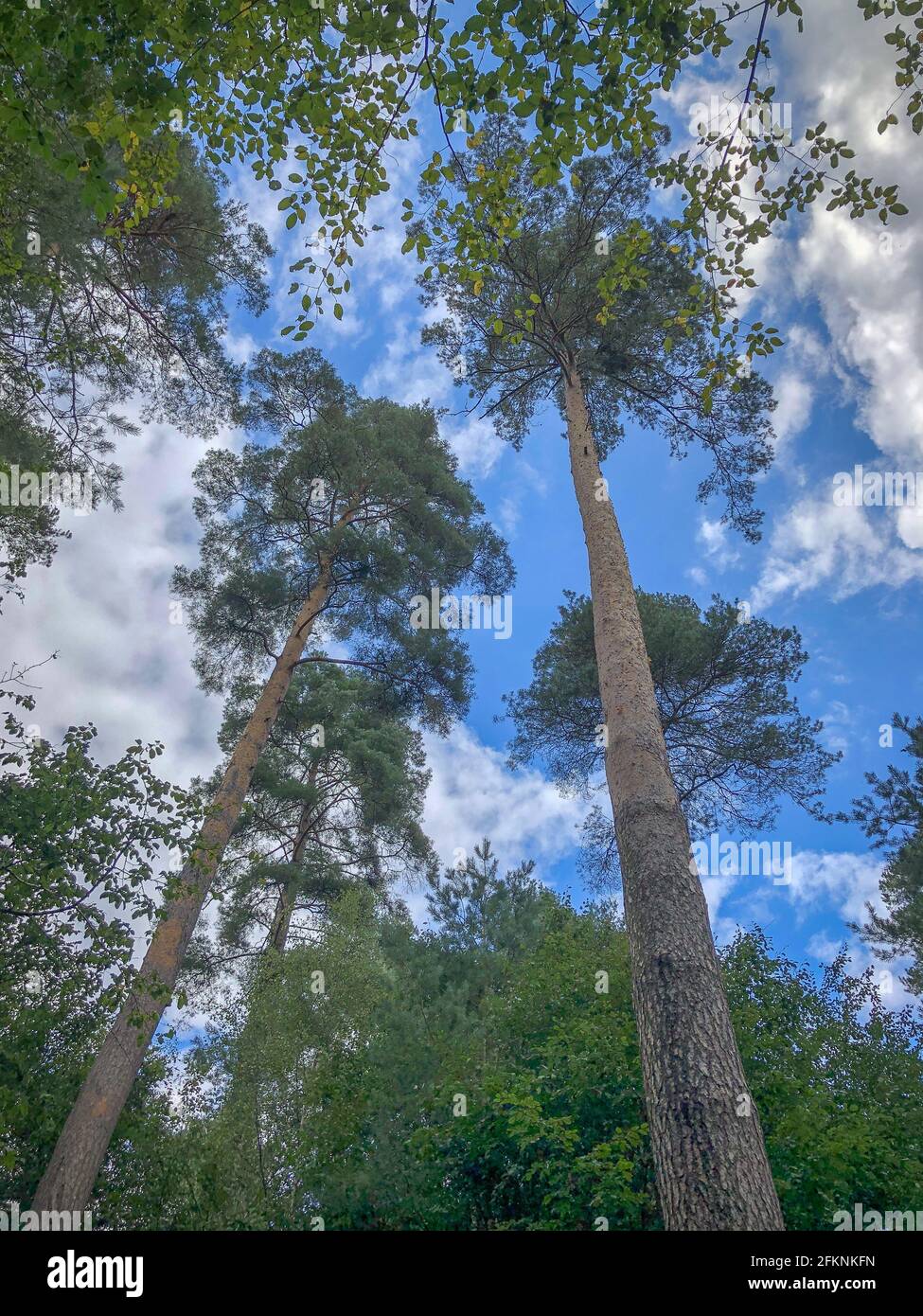 Arco d'autunno nella Foresta di Dean Foto Stock