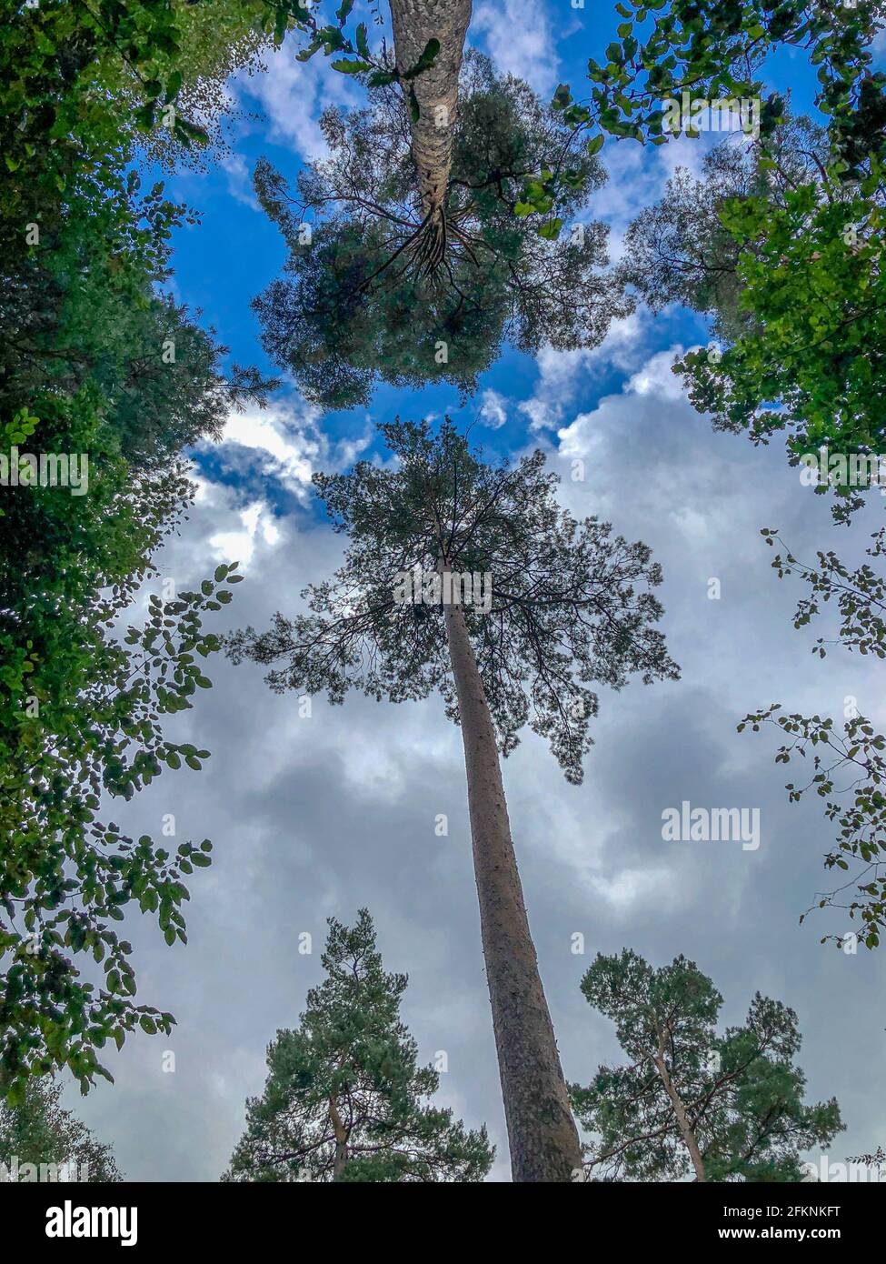 Arco d'autunno nella Foresta di Dean Foto Stock