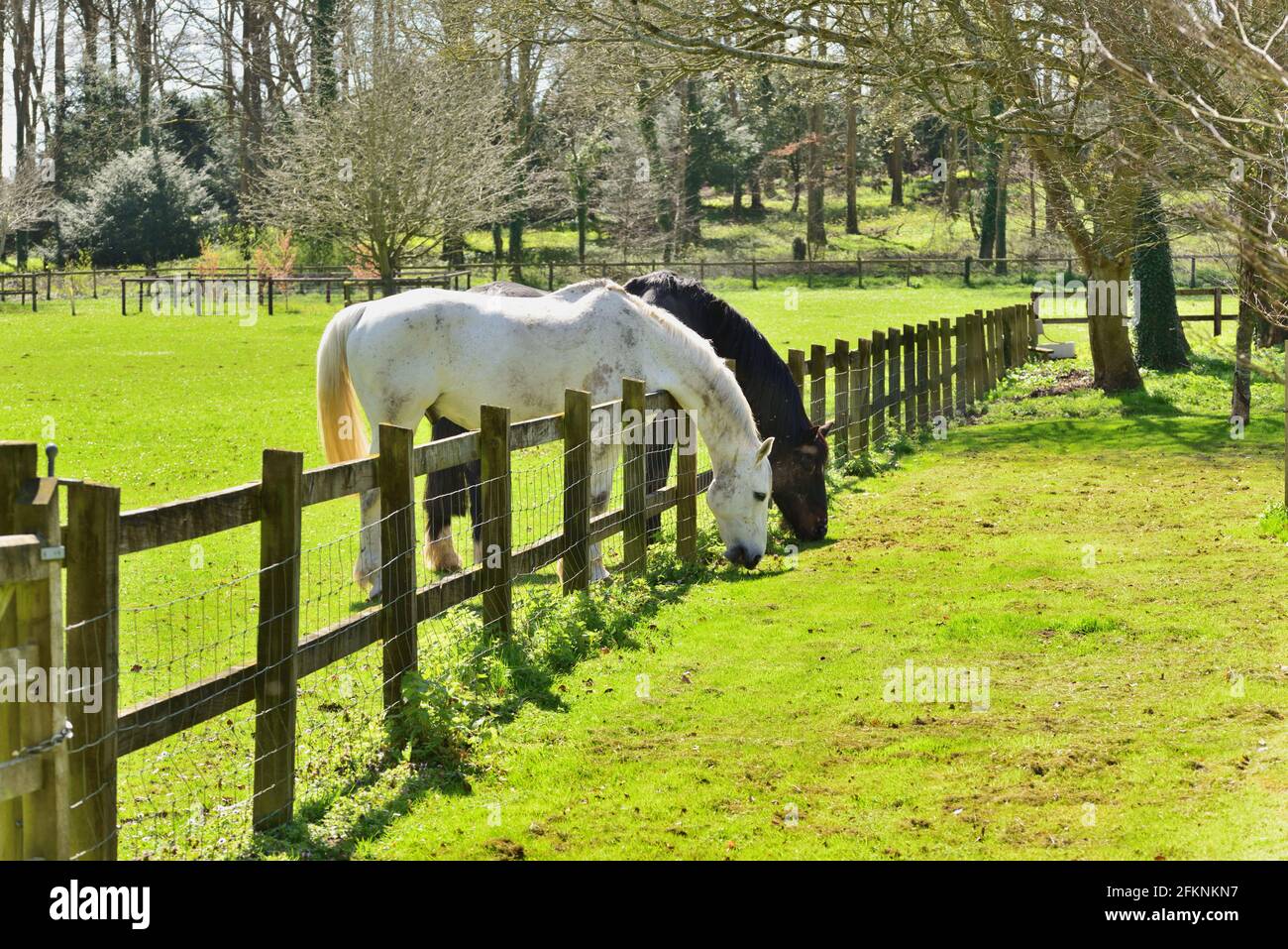 L'erba è sempre più verde sull'altro lato. Due cavalli si appoggiano su una recinzione per mangiare l'erba nel campo adiacente. Foto Stock