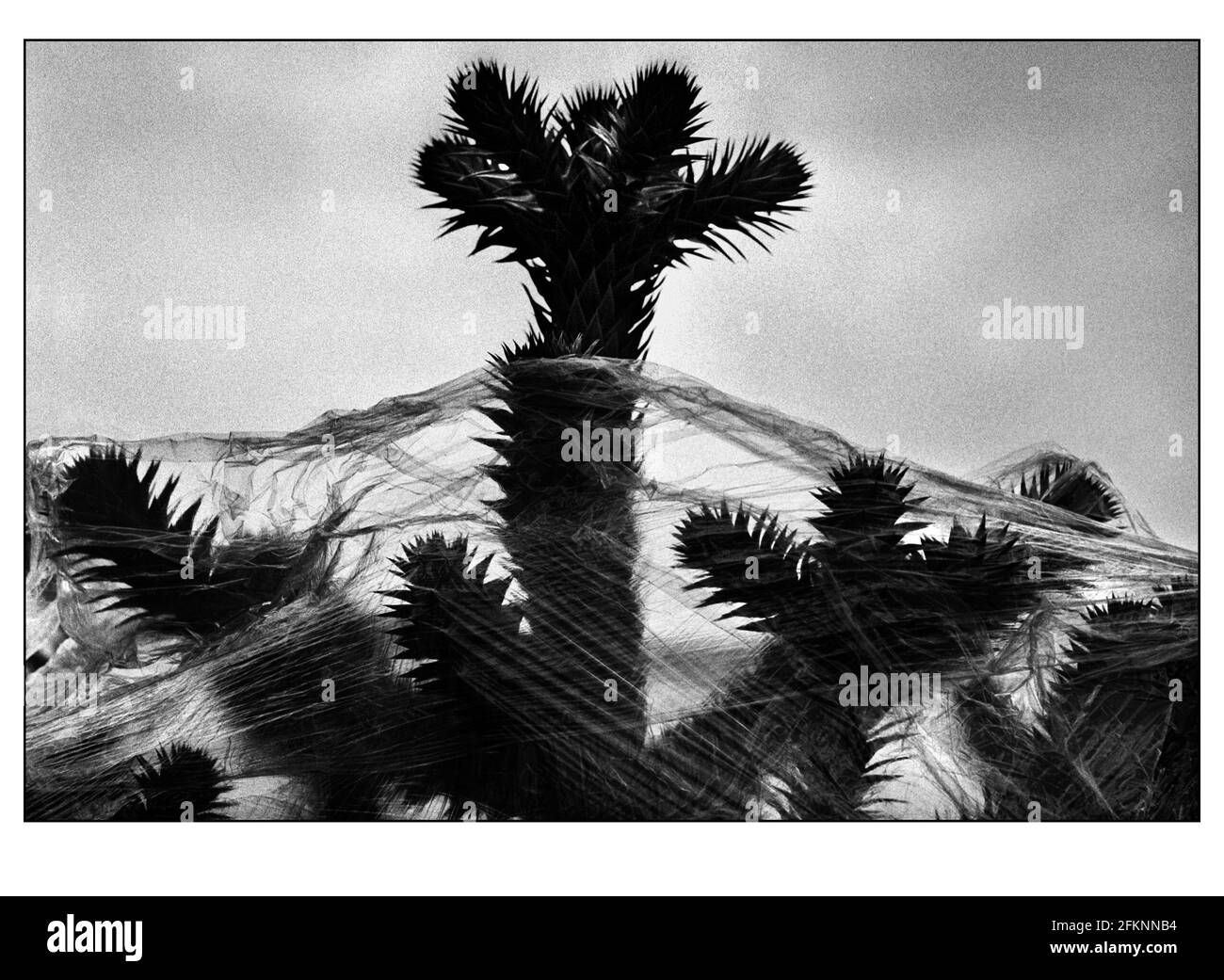 I preparativi per l'Hampton Court Flower Show....avvolti in plastica, alberi e piante arrivano una settimana prima dello spettacolo. Lo spettacolo sarà aperto al pubblico dal 6 al 9 luglio 2000 Foto Stock