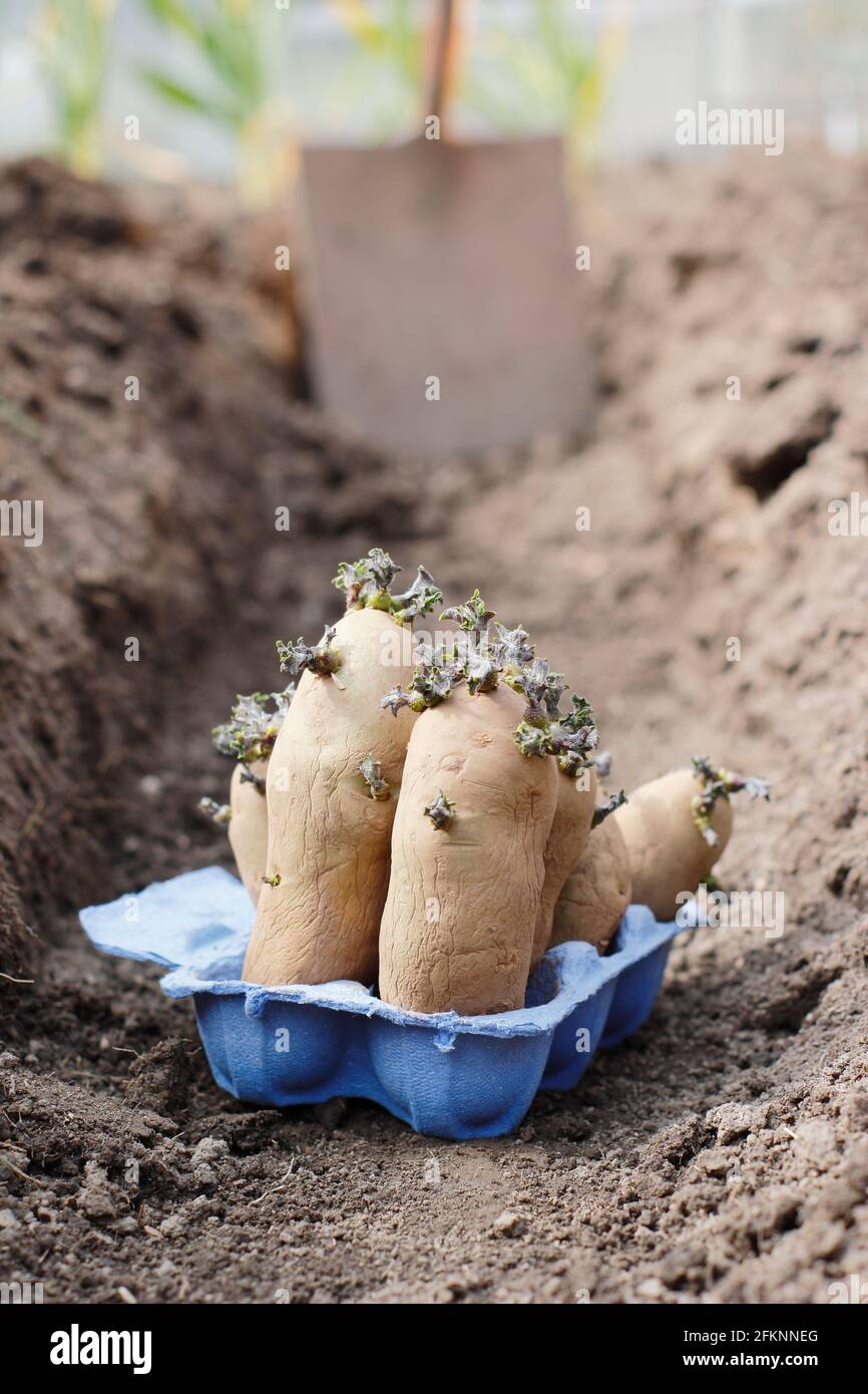 Piantando patate in un giardino. Patate da semina snocciolate - Solanum  tuberosum 'Ratte' secondi orecchi - pronti per piantare in una trincea Foto  stock - Alamy