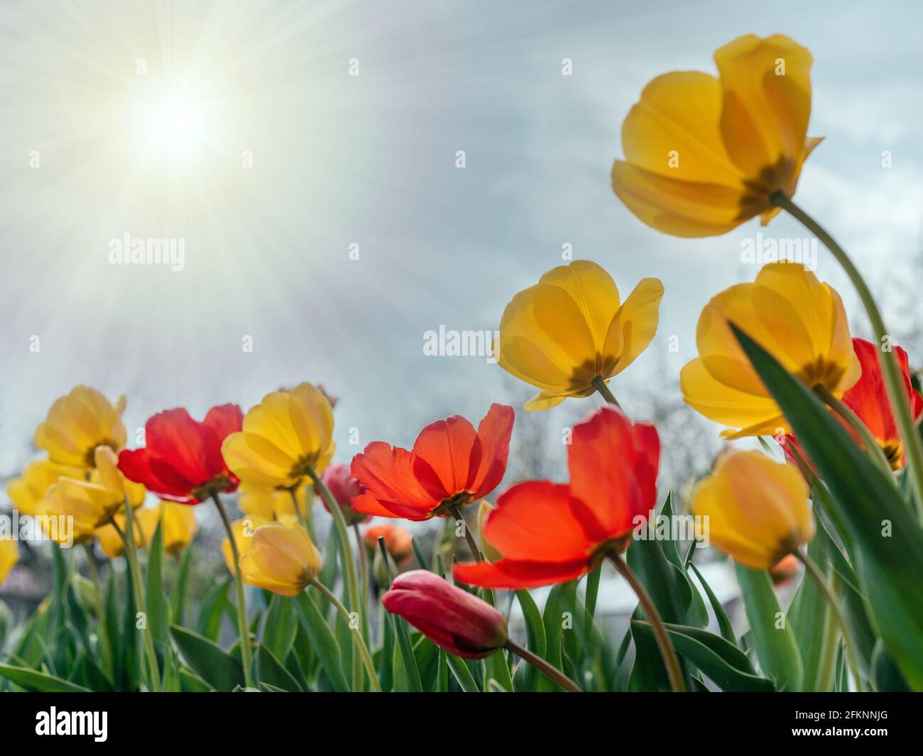 Tulipani rossi e gialli che ondeggiano nel vento contro un cielo nuvoloso Foto Stock