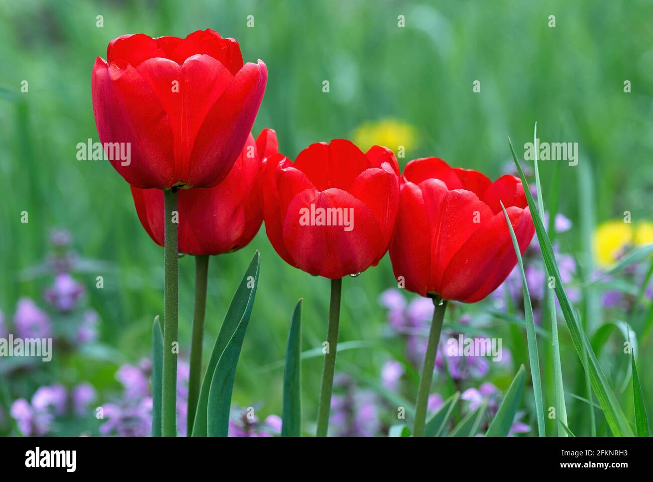 Fiori di tulipano rosso nell'erba dopo la pioggia, primo piano. Con gocce d'acqua sui petali. Sfondo naturale. Foto Stock