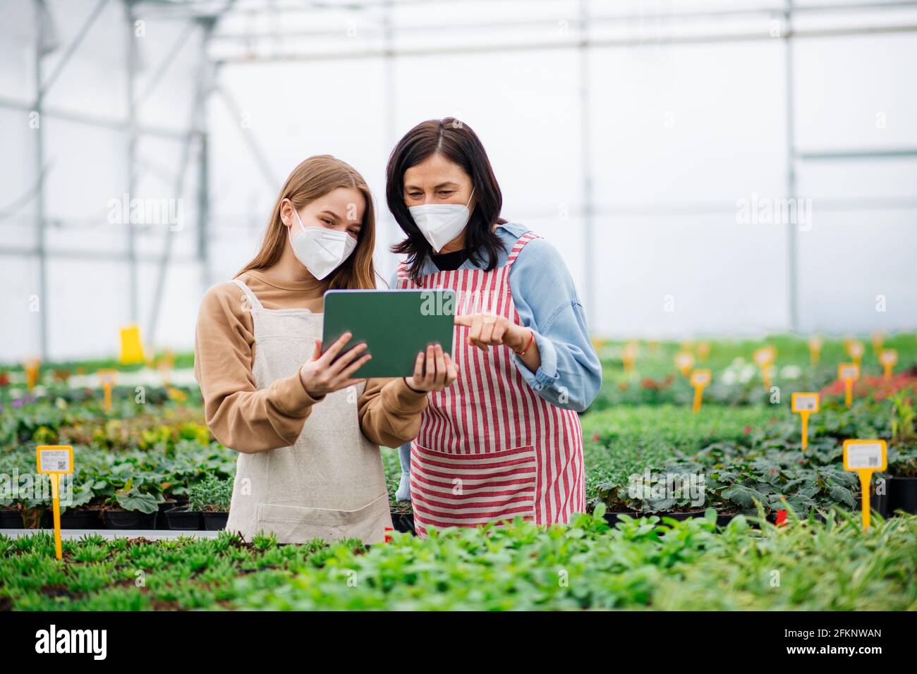 Donne con tavoletta che lavora in serra nel centro giardino, concetto di coronavirus. Foto Stock