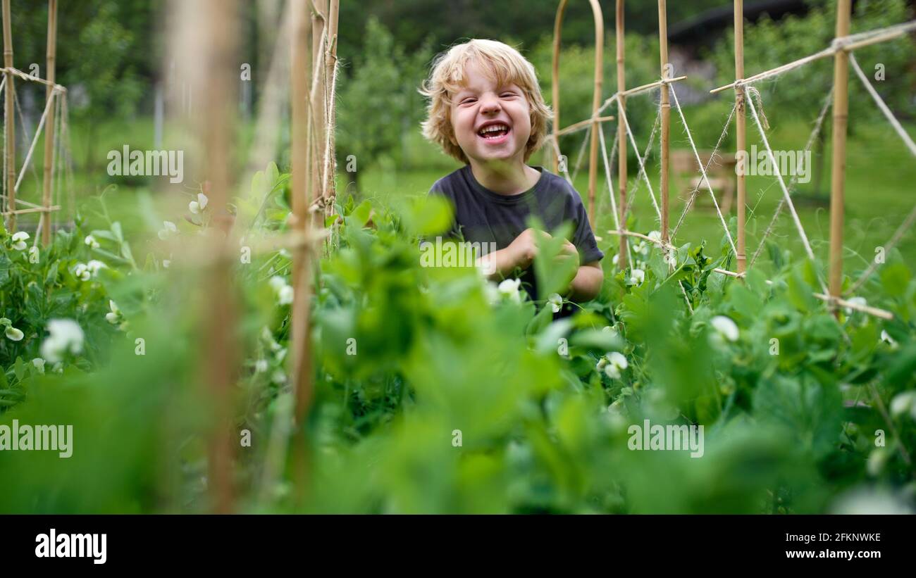 Vista dall'alto del piccolo ragazzo che cammina in orto, stile di vita sostenibile. Foto Stock