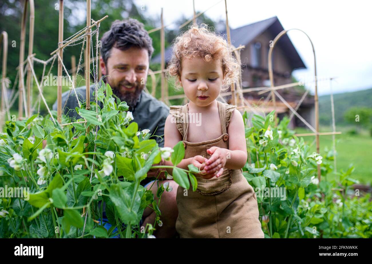 Bambina con padre che lavora in orto, stile di vita sostenibile. Foto Stock