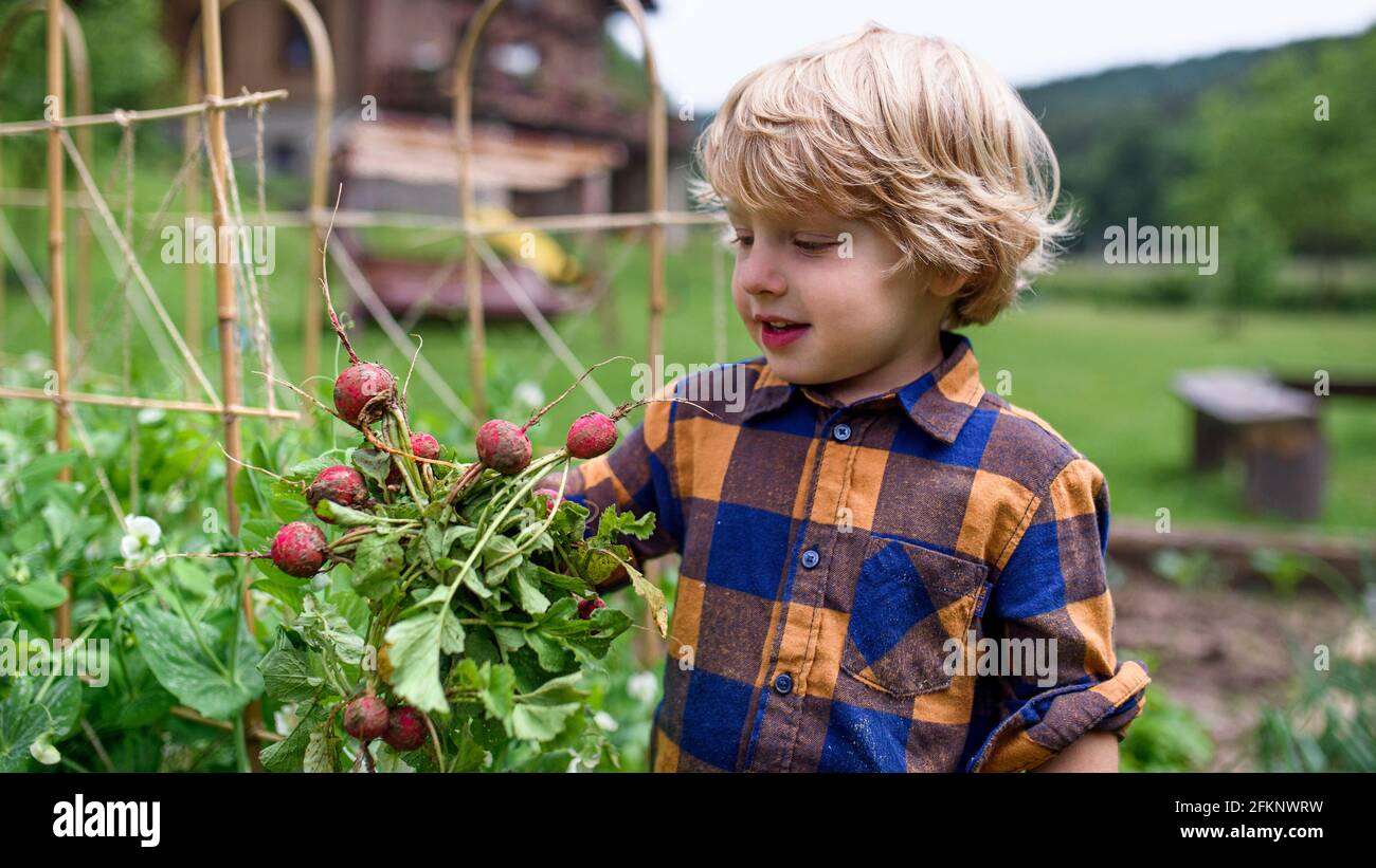 Ragazzino che tiene ravanelli in orto, stile di vita sostenibile. Foto Stock
