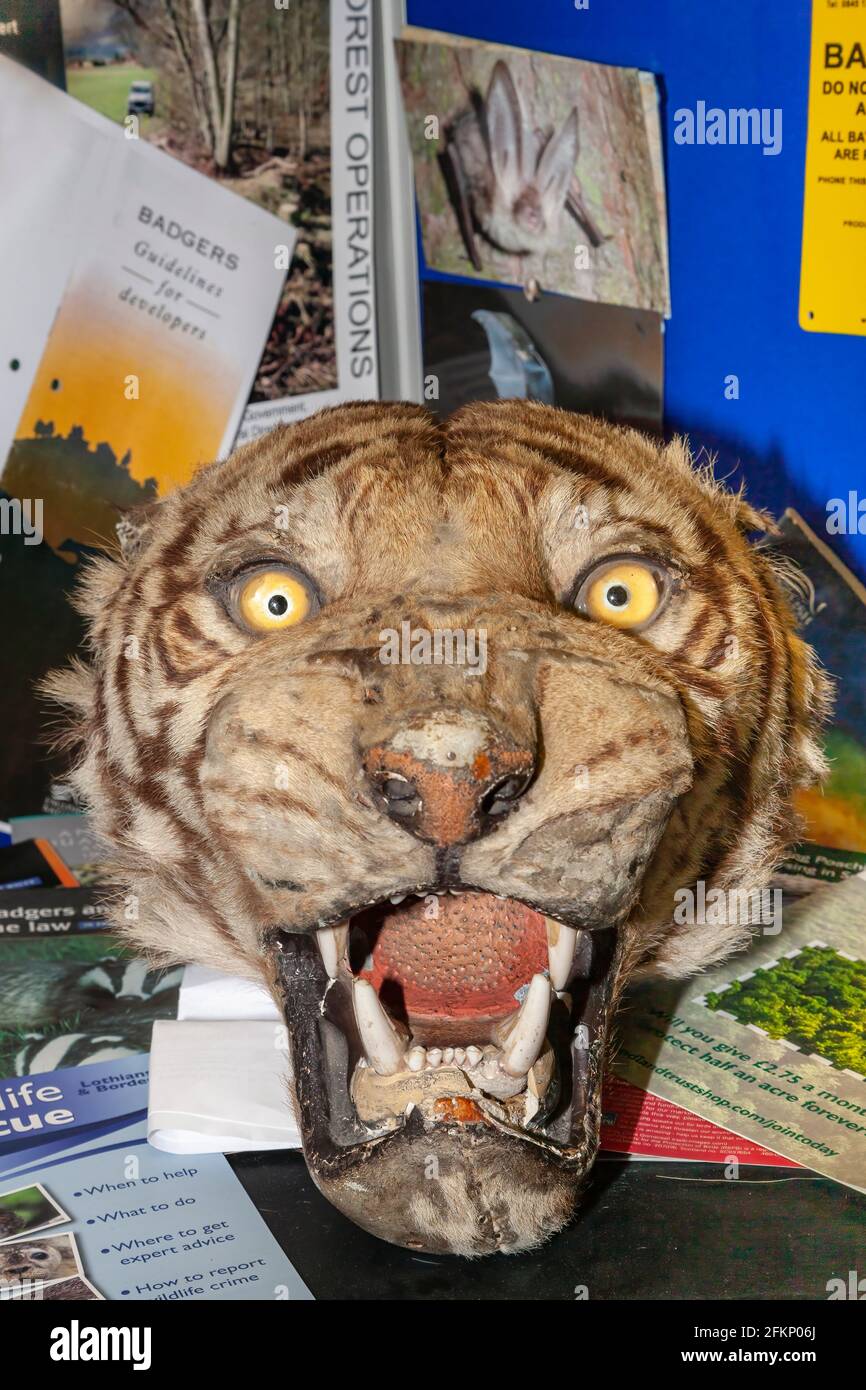 Mostra del crimine di fauna selvatica con testa di tigre (Panthera tigris), National Wildlife Crime Unit, Livingston, Scozia Foto Stock