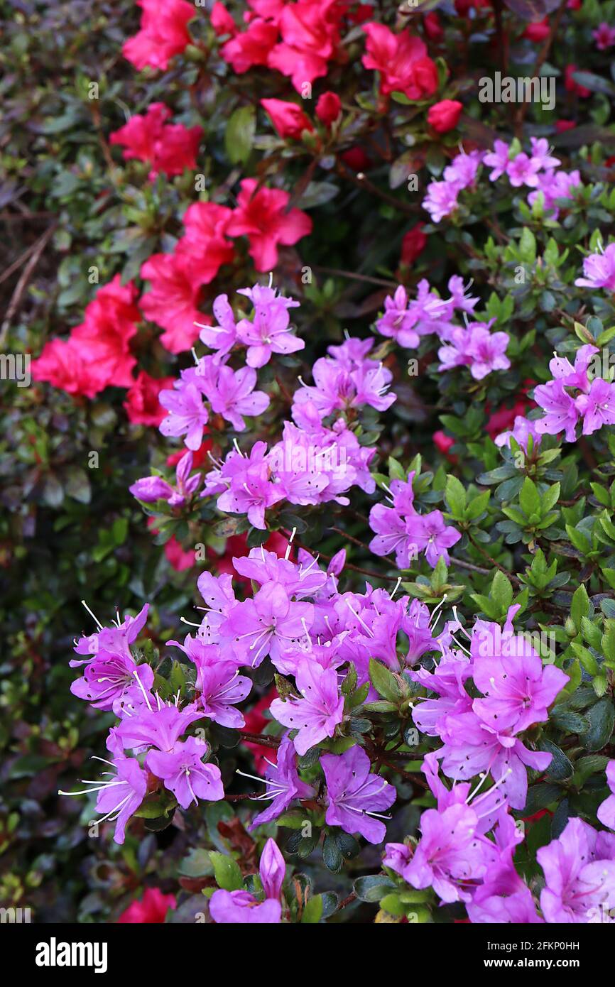 Azalea / Rhododendron ‘Hinode-giri’ o ‘Red Hussar’ (Wilson 42) e ‘Kiritsubo’ o ‘Twilight’ (Wilson 24) maggio, Inghilterra, Regno Unito Foto Stock
