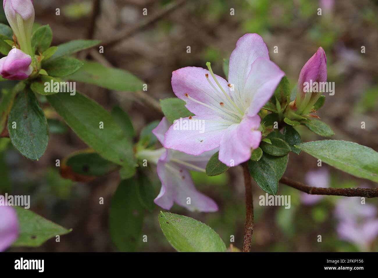 Azalea / Rhododendron ‘Iroho yama’ o ‘Dainty’ (Wilson 8) piccoli fiori bianchi e rosa a forma di imbuto, maggio, Inghilterra, Regno Unito Foto Stock
