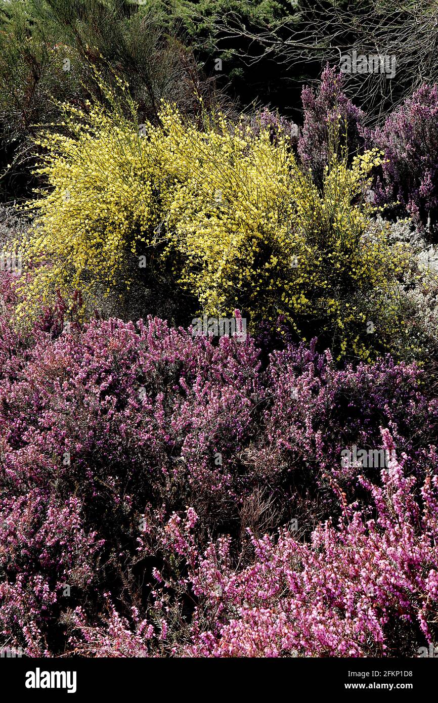 Cytisus praecox / ginestra ‘Allgold’ fiori gialli piselli Erica vagans ‘Pyrenees Pink’ minuscoli fiori rosa a forma di urna, maggio, Inghilterra, Regno Unito Foto Stock