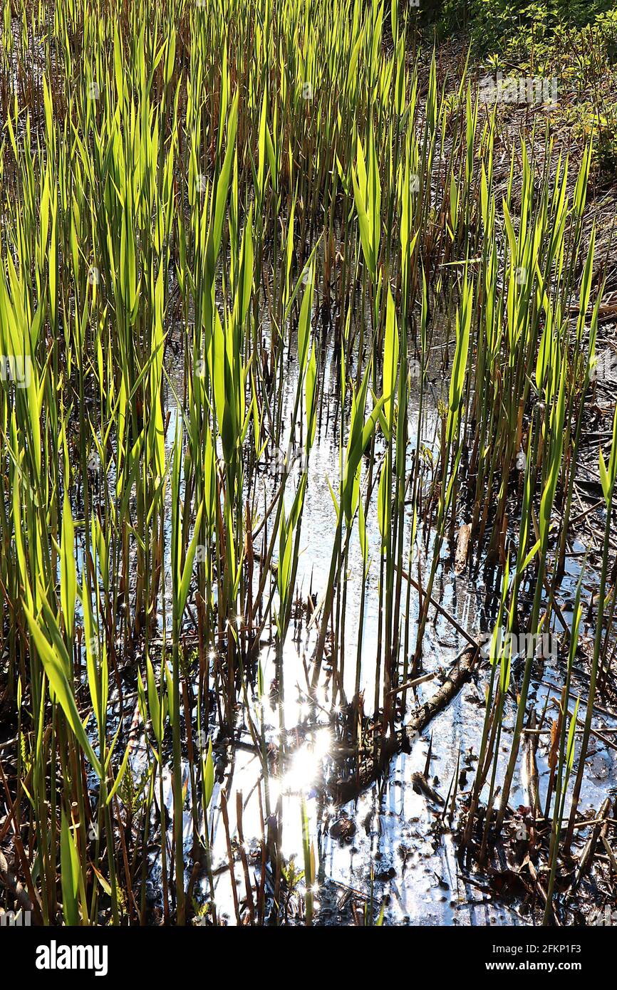 Iris pseudacorus lascia solo iris bandiera gialla – foglie fresche di spada verde in acqua, maggio, Inghilterra, Regno Unito Foto Stock