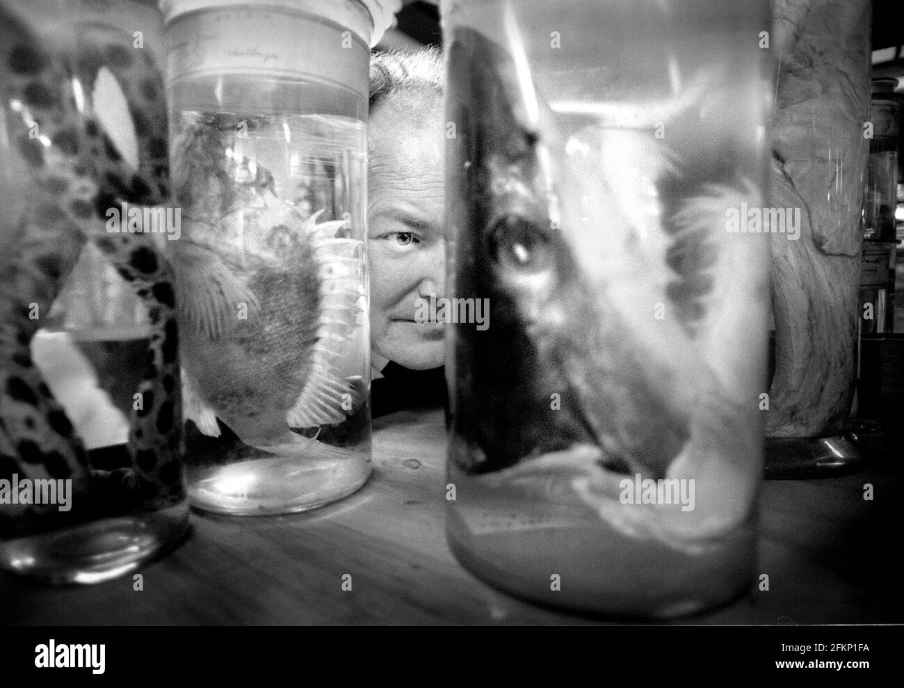 Oliver Crimmen con esemplari novembre 1999 nella casa dello spirito Al Museo Nazionale di Storia Foto Stock