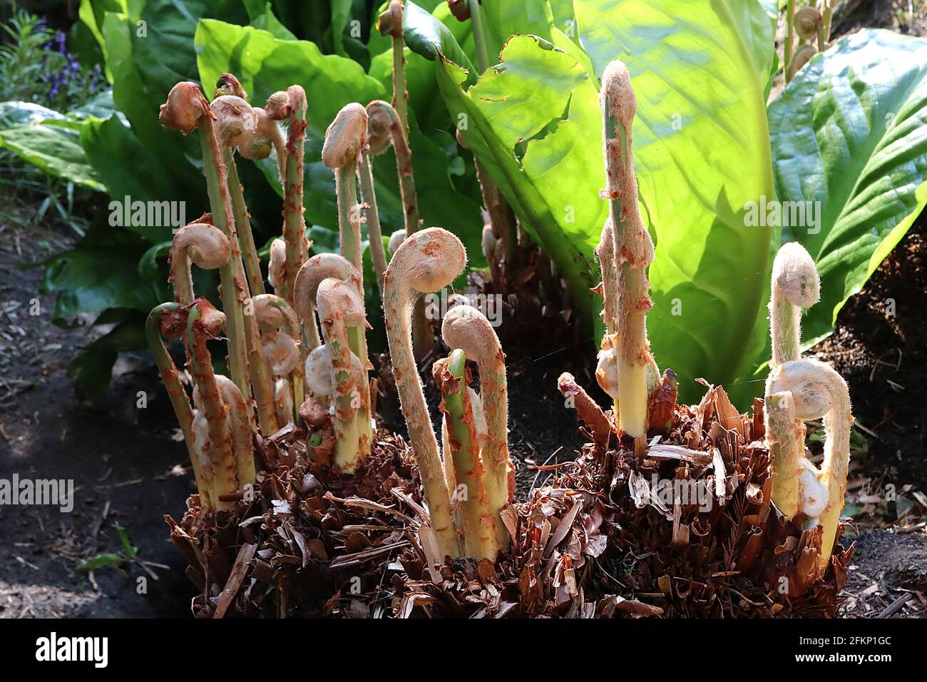 Osmunda regalis Royal Fern – crozier di brevi fronti fertili, maggio, Inghilterra, Regno Unito Foto Stock