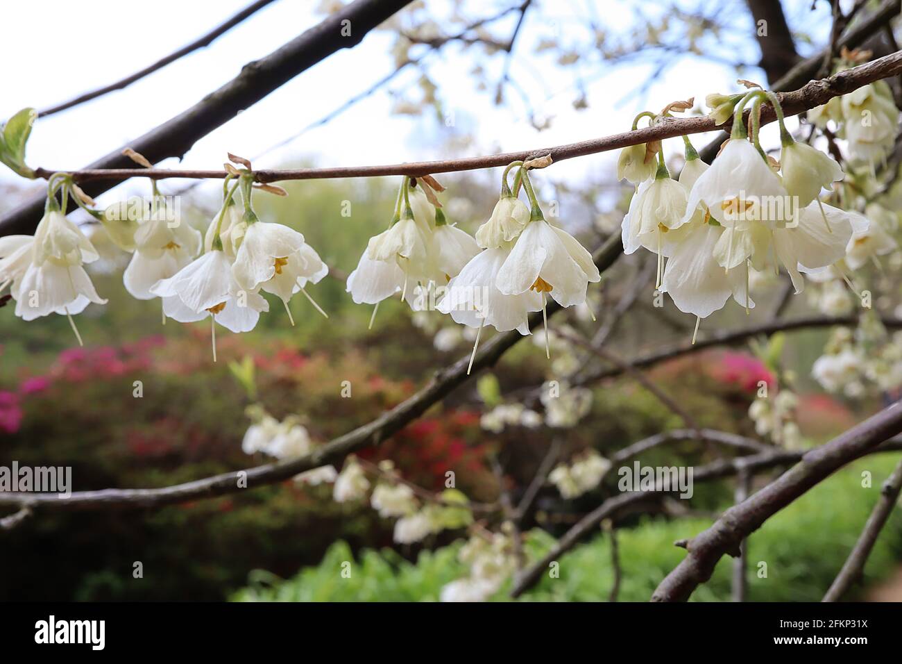 Styrax japonicus Snowbell tree – grappoli in stocchi profumati fiori a forma di campana lungo rami senza foglie, maggio, Inghilterra, Regno Unito Foto Stock