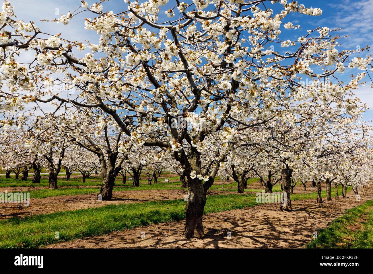Un frutteto di ciliegi in primavera fiorisce Foto Stock