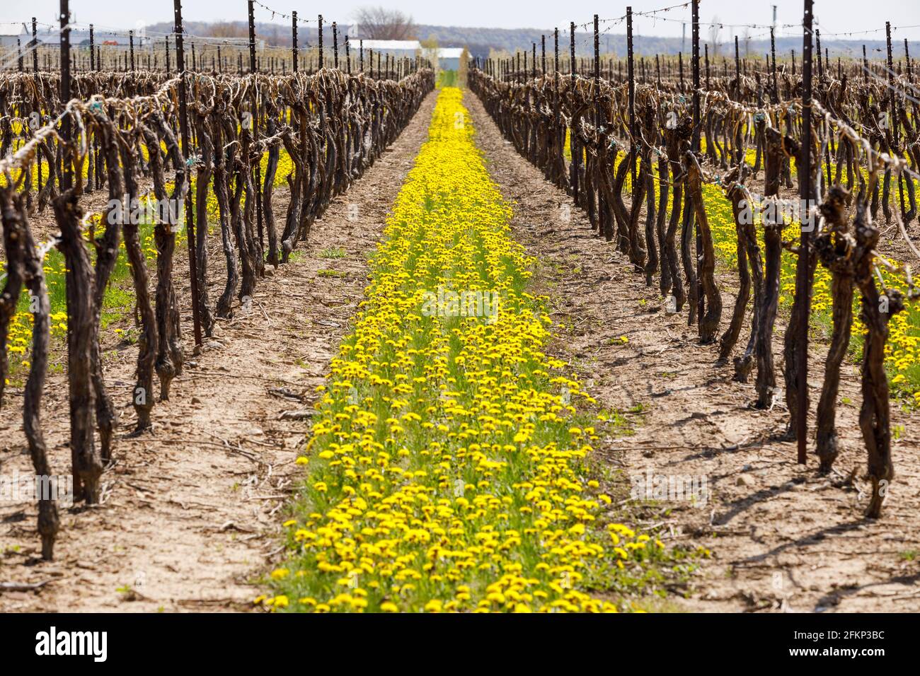 Canada, Ontario, Niagara on the Lake, vitigni all'inizio della primavera con dandelioni che crescono tra le file dei vigneti Foto Stock