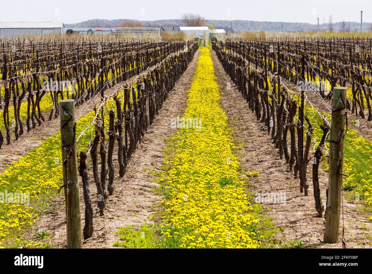 Canada, Ontario, Niagara on the Lake, vitigni all'inizio della primavera con dandelioni che crescono tra le file dei vigneti Foto Stock