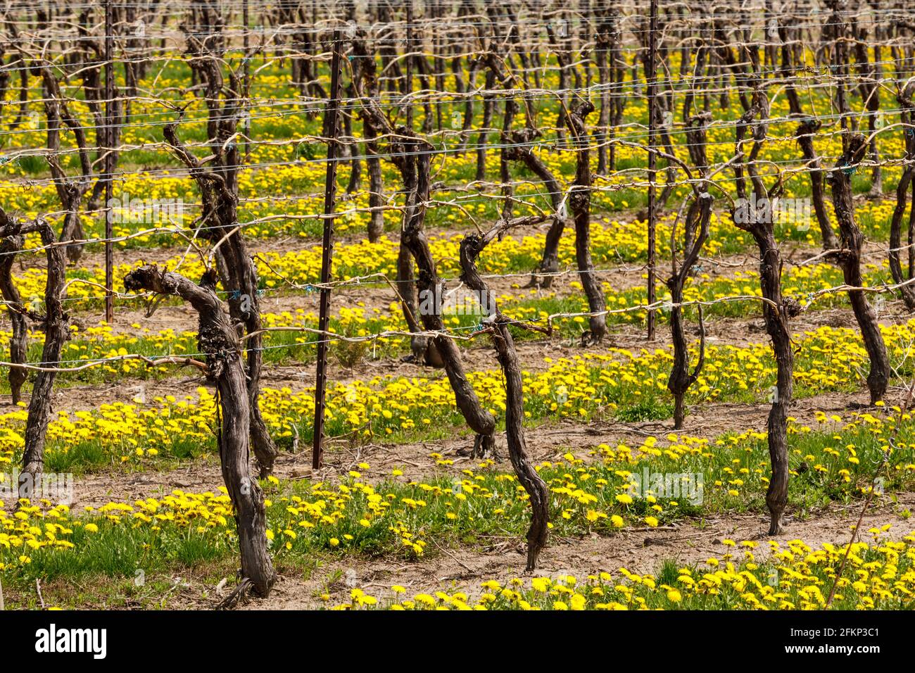 Canada, Ontario, Niagara on the Lake, vitigni all'inizio della primavera con dandelioni che crescono tra le file dei vigneti Foto Stock