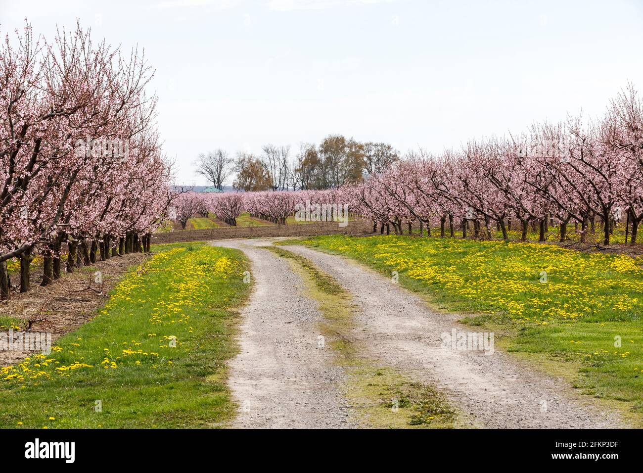 Canada, Ontario, Niagara on the Lake, Peach Orchard in primavera fioriscono con un tappeto di dandelioni. Foto Stock