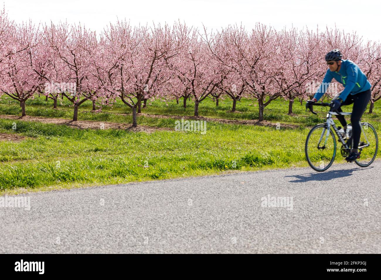 Canada, Ontario, Niagara on the Lake, ciclista che passa accanto a un frutteto di pesche in fiore in primavera Foto Stock