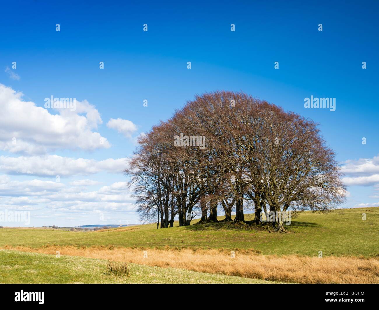 Un gruppo panoramico di alberi circondato da terreni agricoli. Foto Stock