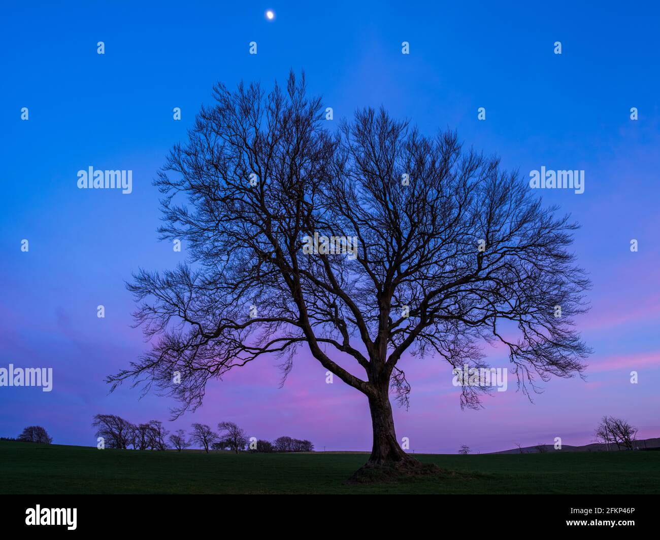 Una vista al crepuscolo di uno splendido albero nell'Ayrshire Orientale, Scozia. Foto Stock