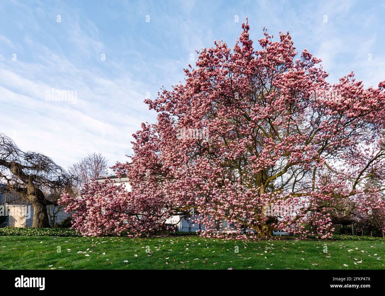 Canada, Ontario, Queenston, Magnolia albero in fiore in una giornata di sole primavera. Foto Stock
