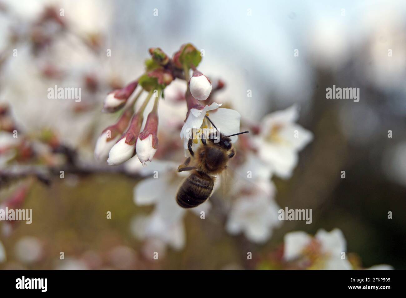 Albero di ciliegio in fiore giapponese con api selvatiche molto rare Foto Stock