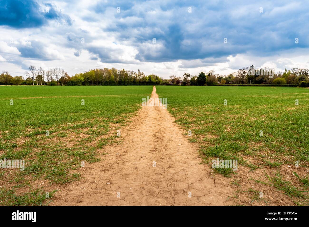 Lungo sentiero dritto attraverso un campo, Upper Wield, Hampshire, Regno Unito Foto Stock