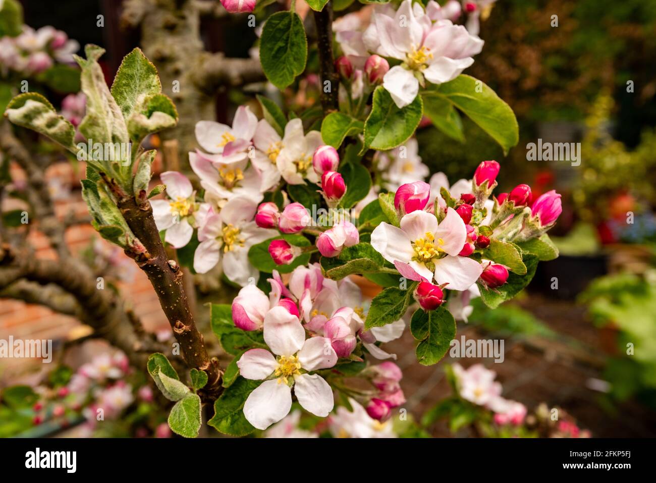 Apple Blossom, Upper Weld, Hampshire, Regno Unito Foto Stock