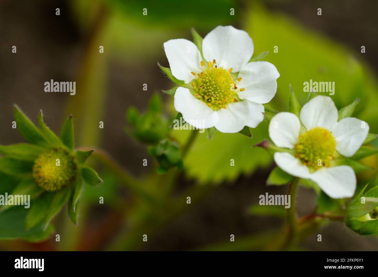 Fragaria × ananassa, fiori di piante di fragole in primavera Regno Unito Foto Stock