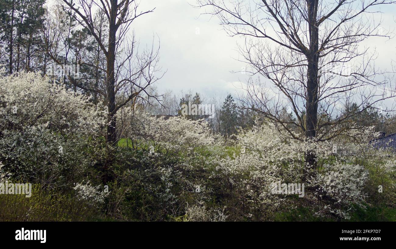 Viale degli alberi con ciliegie selvatiche fiorite Foto Stock