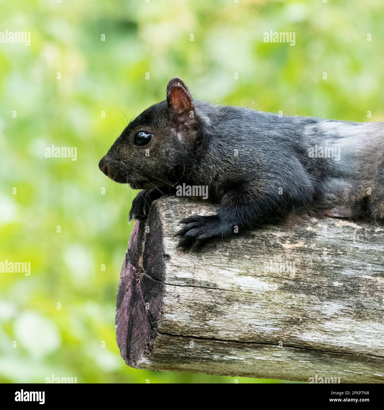 Nero scoiattolo ritratto. Primo piano profilo di uno scoiattolo grigio melanistico che si stesa su un tronco con sfondo verde. Foto Stock