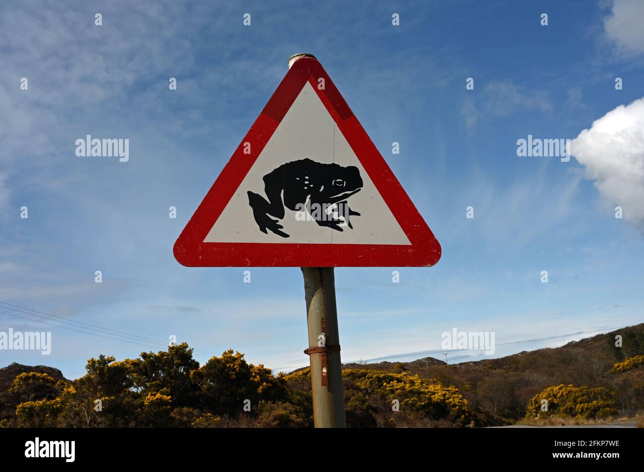 Simbolo di avviso di rana con icona di rana nera su sfondo bianco nel triangolo rosso. Sfondo di campagna, cielo blu e nuvole. Scozia, Regno Unito. Foto Stock