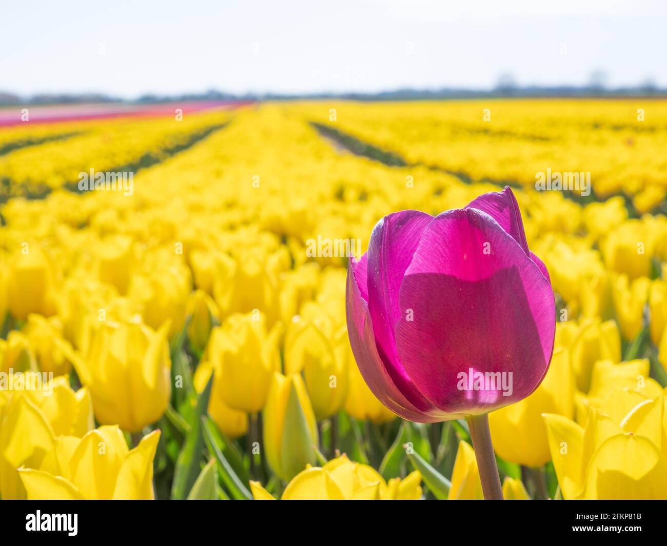 Paesaggio di un campo di tulipani, fiori gialli, tulipano singolo in rosa nella fila di tulipani gialli, Nord Reno-Westfalia, Germania Foto Stock
