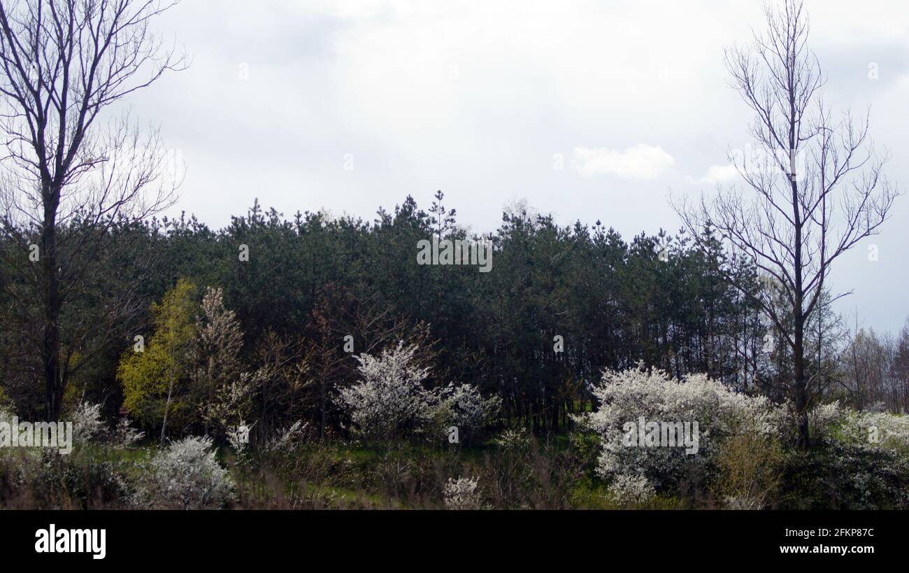 Viale degli alberi con ciliegie selvatiche fiorite Foto Stock