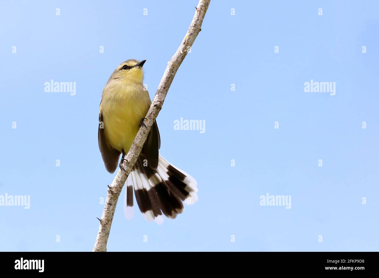 Greater Waggail-Tyrant (Stigmatura budytoides) appollaiato su un ramo con una coda di ventola nel caatinga brasiliana Foto Stock