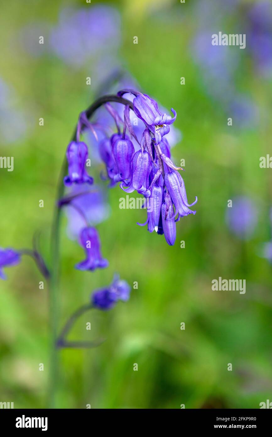 Wild Bluebells (Hyacinthoides non-scripta) fiorisce in Chalet Wood, Wanstead Park, Londra, Regno Unito Foto Stock