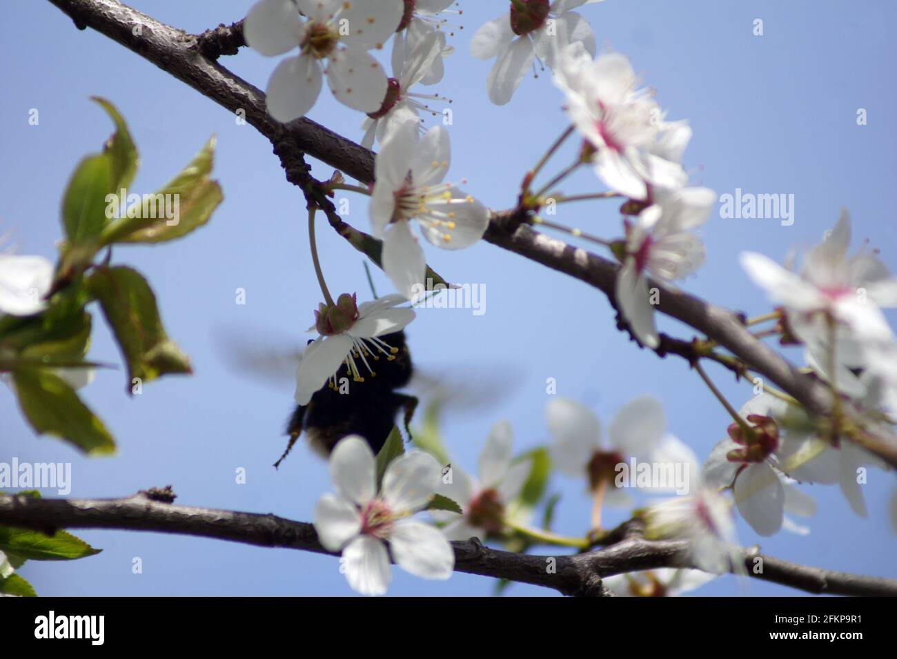 Bumblebee impollina la ciliegia fiorita Foto Stock