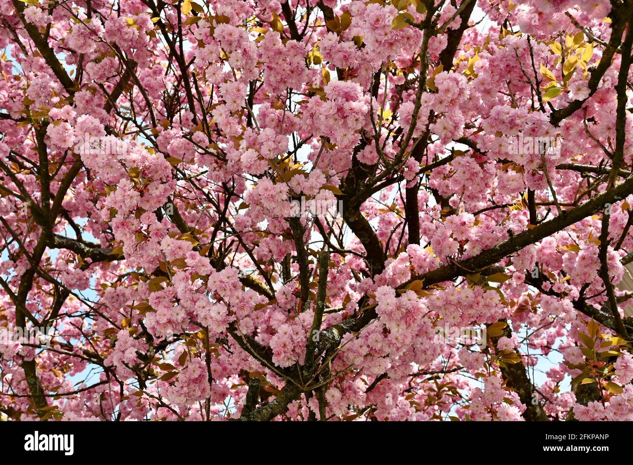 Herrlich blühender Mandelbaum im mit rosa Blüten Frühling Foto Stock