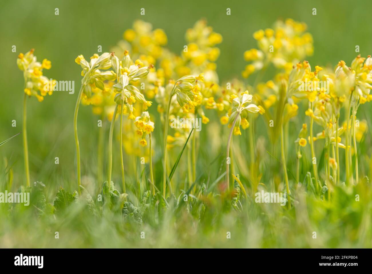 Un gruppo di polpette comuni (Primula veris) su un prato, primavera in Austria Foto Stock