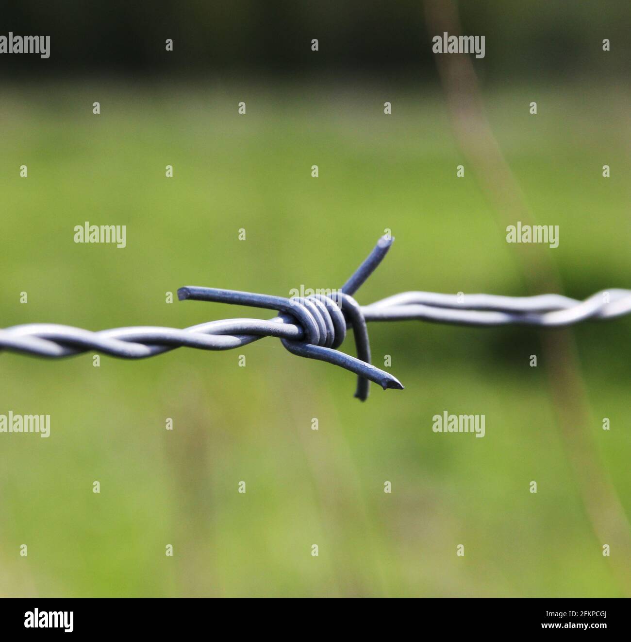 Un primo piano di filo spinato da una recinzione in un campo. Foto Stock