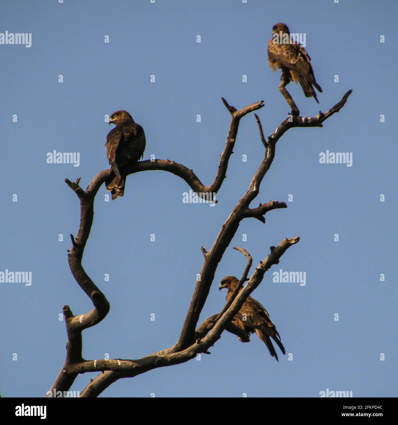 Shlkra o falchi comuni perch in alberi in Lodi Gardens, Nuova Delhi, India. Si tratta di un luogo popolare per esercitarsi, rilassarsi e picnic per la gente del posto. Foto Stock