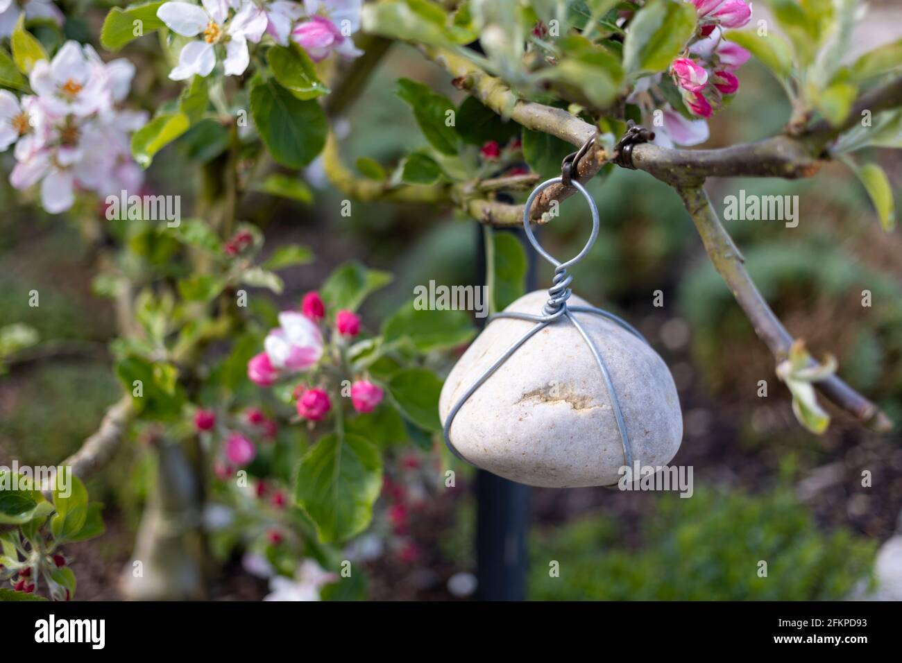 Primo piano di un giovane albero di mele con una pietra attaccata per addestrare l'arto dell'albero in posizione Foto Stock