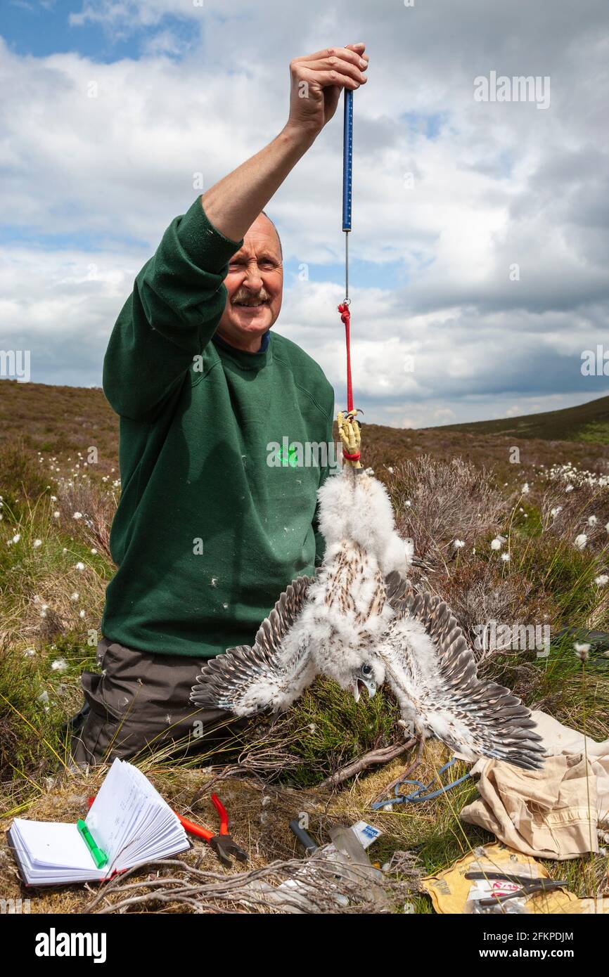 Martin Davison, ornitologo della commissione forestale, pesando il pulcino peregrino (Falco peregrinus), Northumberland National Park, Regno Unito Foto Stock