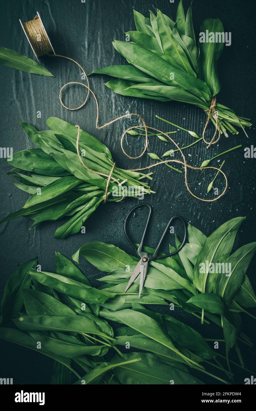 Foglie fresche di aglio selvatico su sfondo verde scuro, top ivew Foto Stock